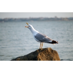 Photos Of Animals